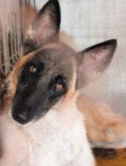 Nevada hat eine Chance verdient - München