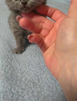 BKH Kätzchen - Bönen