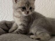 BKH Britischkurzhaar Katzenbabys - Duisburg
