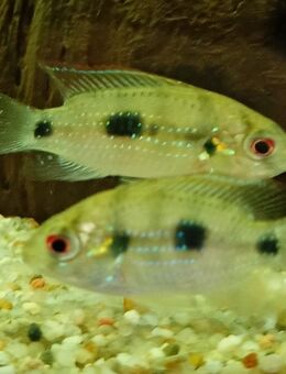 Gebe Afrikanische Schmetterlingsbuntbarsch Anomalochromis thomasi ab - Paderborn
