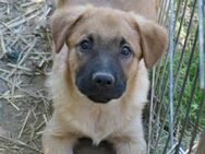 Freundlicher Wirbelwind Tux sucht Dich - Kallmünz