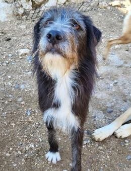 Mino 💗 Seelenhund sucht seine Familie - Hamburg