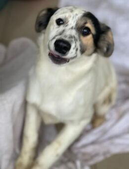 Elfie sucht ein liebevolles Zuhause ❤️ - Alfdorf