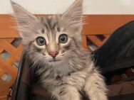 Norwegische Waldkatze mit Stammbaum - Flörsheim (Main)