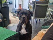 Cane corso - Bochum Hiltrop