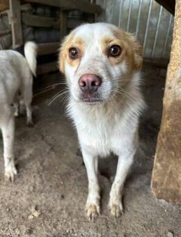 Marshell - Der Gelassene 🐾 - Elsdorf (Nordrhein-Westfalen)