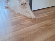 Ragdoll Katze - Luckenwalde