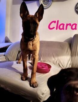 Clara sucht sportliche Begleitung 04/25 - Ruppertsecken