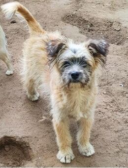 LEO sucht sein Für-Immer-Zuhause 🐾 - Wettenberg