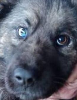 Tino taut langsam auf 🐾 - Elsdorf (Nordrhein-Westfalen)