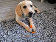 Labrador Retriever Mädchen - Hannover