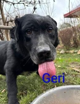 💐🐾Geri sucht seine Menschen🐾💐 - Elsenfeld