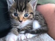 Kleine Katzen ab 20.07 - Offenbach (Main)