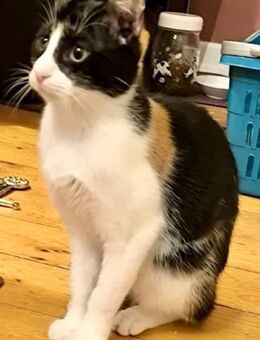 Olympia, sanfte Schönheit, ca. 5 Monate - Vaterstetten