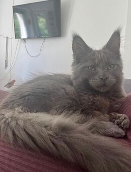 Main Coon zu verkaufen - Bremen
