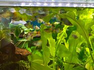 Aquarium Fisch; Platy Blue Butterfly Moon / ab 3,50€ - Erftstadt