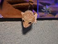 2 Leopardgeckos mit Terrarium und Technik - Südliches Anhalt Libehna