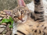 Zutrauliches Katzenmädchen Luna sucht ein liebevolles Zuhause - München Laim