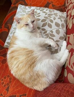 Ruhiger Schmusekater Fer - Bad Camberg