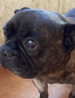 zutraulicher Hundemann MICKY - Velbert