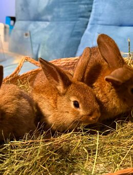 Zwergkaninchen - Bad Wünnenberg