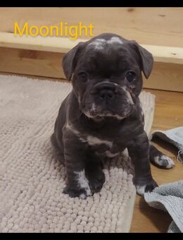 Französische Bulldoggen Welpen zu verkaufen – Bald abgabebereit! Standort: Nürnberg | Ab 1300€ - Nürnberg