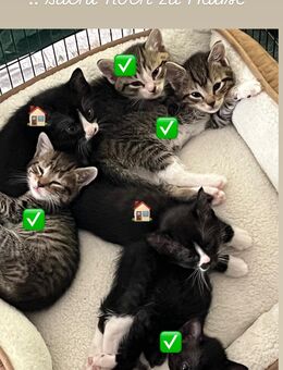 Kitten Katzenbaby Kater Katze - Stuttgart