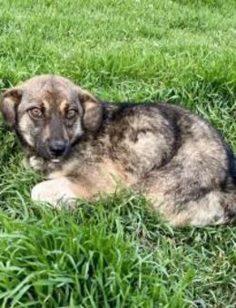 Kleine Duplo - Itzehoe