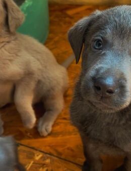 Labrador Welpen Charcoal + Silber - Zwenkau Zentrum