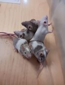 Süße Farbmausbabys sind jetzt abholbereit in 37242