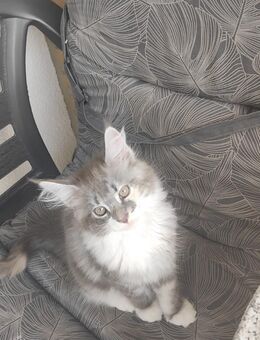 Maine Coone Kitten Katzenmädchen - Hannover