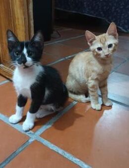 süße Katerjungs Jakob und Moises - Geisenheim