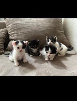 Katzen - Berlin