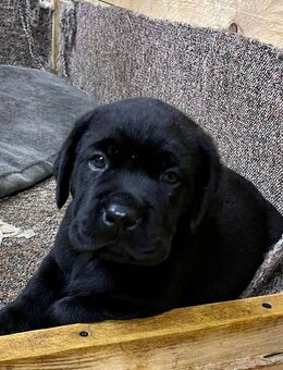 ENDLICH PLATZ FÜR EINEN HUND - IN IHREM NEUEN HAUS MIT GARTEN - TEL. 01714863595 - Hohenstein-Ernstthal