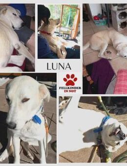 Luna große Hündin Mischling sucht Heim - Margetshöchheim