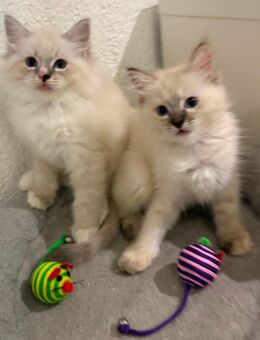 Ragdoll Katzenbabys - Heidelberg