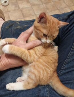 Karl der Kleine möchte bei Dir groß werden. Rot mit weißer Nase und Pfötchen. - Reinsberg