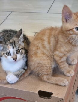 Babykatzen Kitten - Tönisvorst