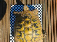 Griechische landschildkröte weibchen - Mönchengladbach