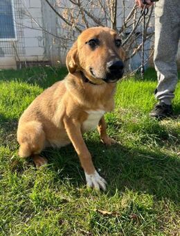 Sascha sucht seine Familie - Siggelkow