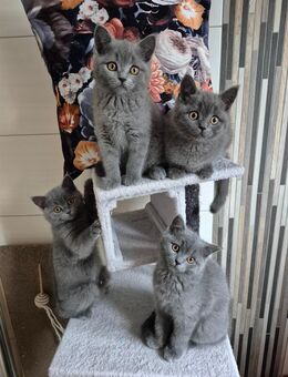 BKH Kitten 3xWiblich 1xMännlich - Ruppertsweiler