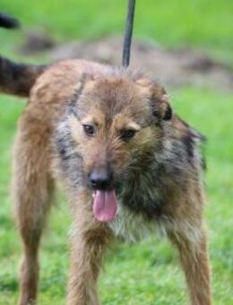 Til - fröhlich u. sehr verspielt - Lohra