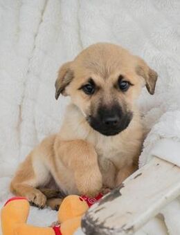 Welpenbub Elvis 💛 - Laufen