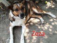 ZEZA ❤ sucht Zuhause oder Pflegestelle - Langenhagen
