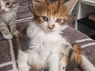 Maine Coon Kitten Ende Juli auszugsbereit - Rostock Reutershagen