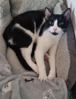 Miss Papi aus dem Tierschutz - Grevenbroich