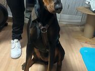 Dobermann, Weibchen, 2 Jahre - Straubing