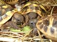 Griechische Landschildkröten Nz 2024. in 38518