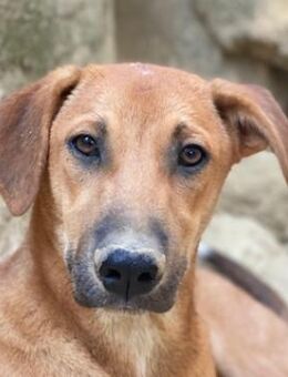 Luke, geb. ca. 02/2025, GRIECHENLAND - Euskirchen