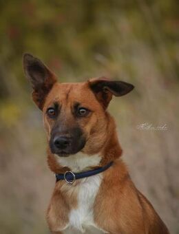 Lotti - fröhliches Energiebündel ❤️ - Salzwedel (Hansestadt) Zentrum